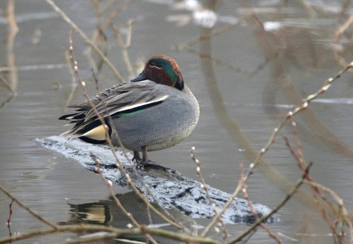 Wintertaling (Polder Poelgeest). Foto van Jos Gerrese.